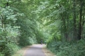 Bois de la Côte